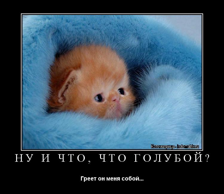 НУ И ЧТО, ЧТО ГОЛУБОЙ? Греет он меня собой...... Котоматрица: НУ И ЧТО, ЧТО ГОЛУБОЙ? Греет он меня собой...