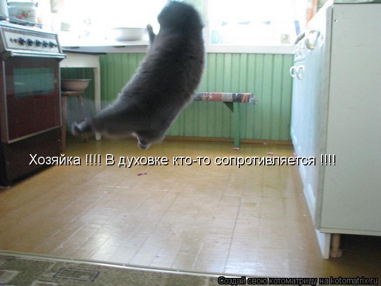 Котоматрица: Хозяйка !!!! В духовке кто-то сопротивляется !!!!