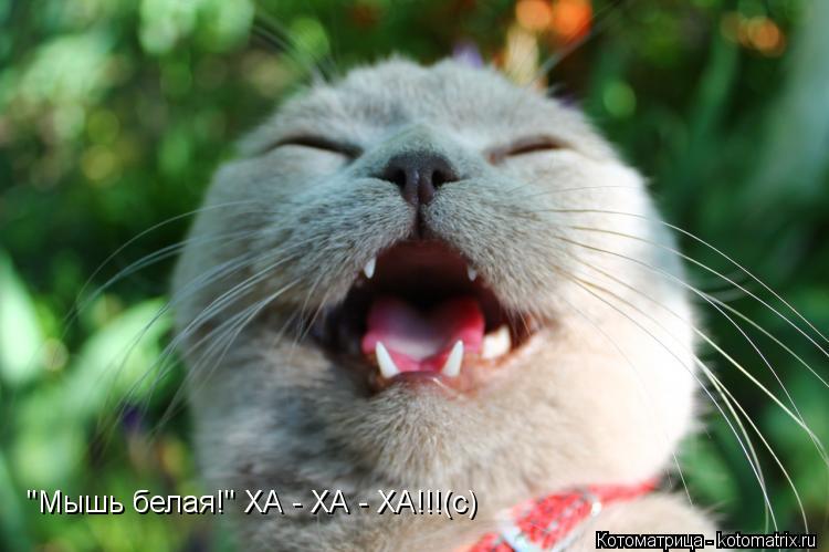 "Мышь белая!" ХА - ХА - ХА!!!(с)... Котоматрица: "Мышь белая!" ХА - ХА - ХА!!!(с)