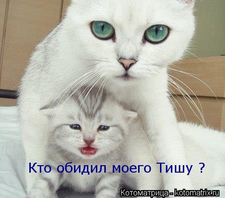 Кто обидил моего Тишу ?... Котоматрица: Кто обидил моего Тишу ?