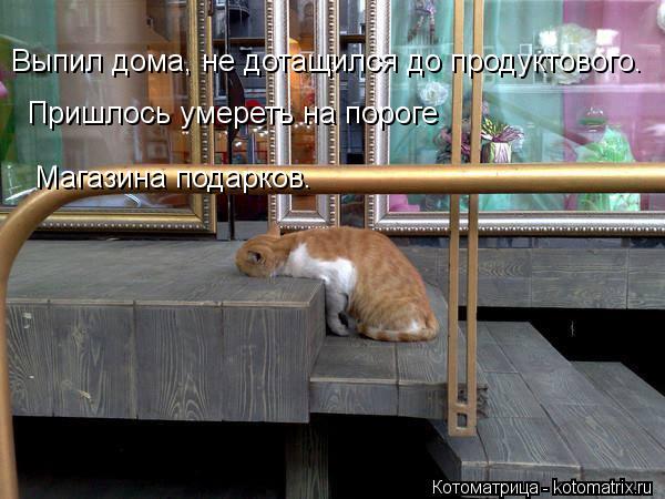 Выпил дома, не дотащился до продуктового. Пришлось умереть на пороге Магазина подарков.... Котоматрица: Выпил дома, не дотащился до продуктового. Пришлось умереть на пороге Магазина подарков.