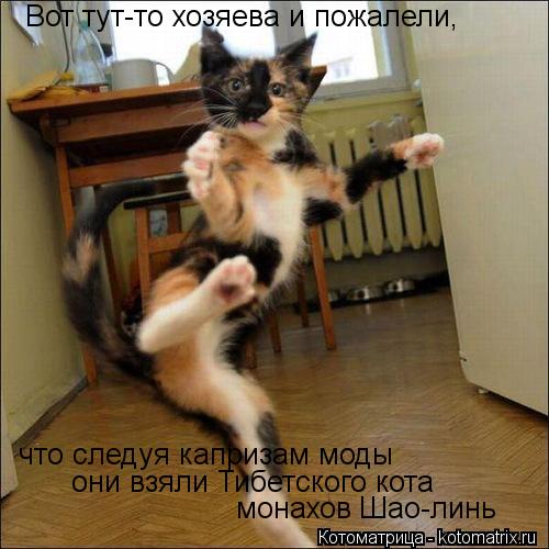 Вот тут-то хозяева и пожалели, что следуя капризам моды они взяли Тибетского кота монахов Шао-линь... Котоматрица: Вот тут-то хозяева и пожалели, что следуя капризам моды они взяли Тибетского кота монахов Шао-линь