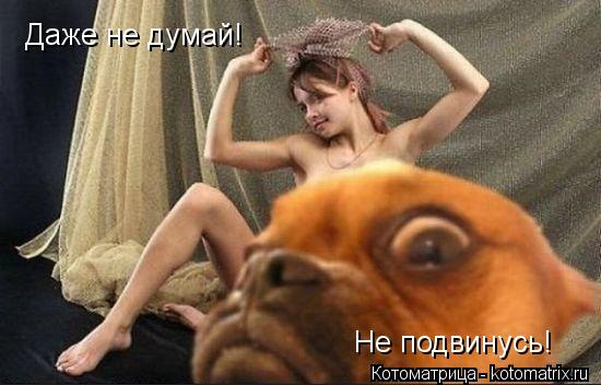 Даже не думай! Не подвинусь!... Котоматрица: Даже не думай! Не подвинусь!