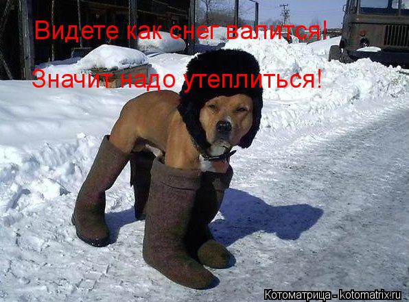Видете как снег валится! Значит надо утеплиться!... Котоматрица: Видете как снег валится! Значит надо утеплиться!