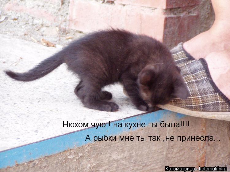 Нюхом чую ! на кухне ты была!!!! А рыбки мне ты так ,не принесла...... Котоматрица: Нюхом чую ! на кухне ты была!!!! А рыбки мне ты так ,не принесла...