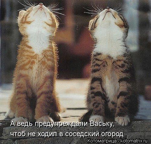 Котоматрица: А ведь предупреждали Ваську,  чтоб не ходил в соседский огород