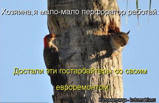 Хозяина,я мало-мало перфоратор работай. Достали эти гостарбайтеры со своим евроремонтом!... Котоматрица: Хозяина,я мало-мало перфоратор работай. Достали эти гостарбайтеры со своим евроремонтом!