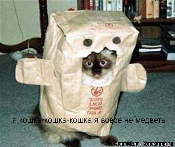 я кошка-кошка-кошка я вовсе не медветь... Котоматрица: я кошка-кошка-кошка я вовсе не медветь