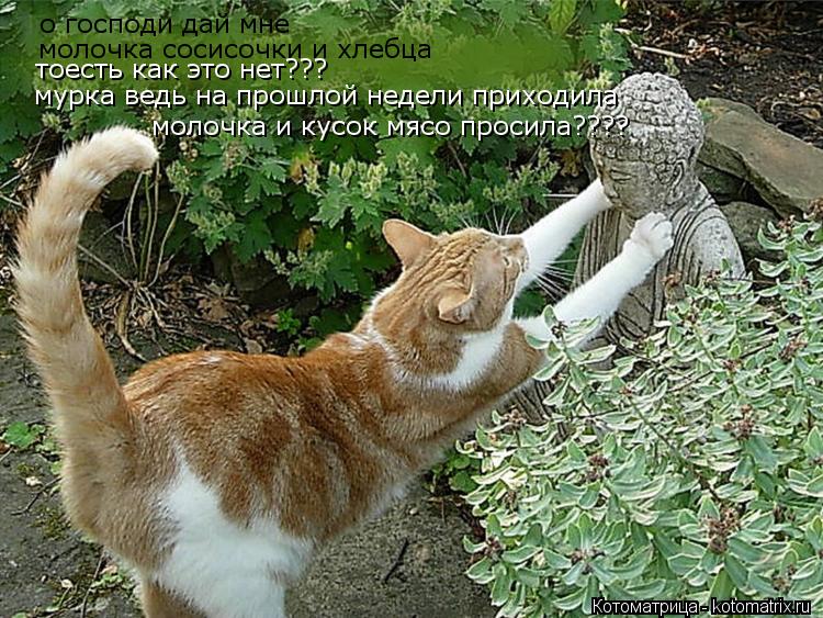 о господи дай мне молочка сосисочки и хлебца тоесть как это нет??? мурка ведь на прошлой недели прих... Котоматрица: о господи дай мне молочка сосисочки и хлебца тоесть как это нет??? мурка ведь на прошлой недели приходила молочка и кусок мясо просила????