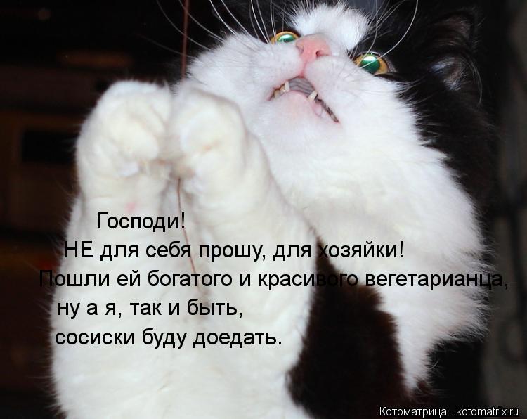 Котоматрица: Господи! НЕ для себя прошу, для хозяйки! Пошли ей богатого и красивого вегетарианца, ну а я, так и быть, сосиски буду доедать.