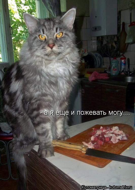 - а я еще и пожевать могу....... Котоматрица: - а я еще и пожевать могу....
