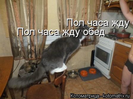 Пол часа жду обед Пол часа жду обед... Котоматрица: Пол часа жду обед Пол часа жду обед