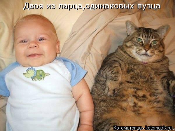 Двоя из ларца,одинаковых пузца... Котоматрица: Двоя из ларца,одинаковых пузца