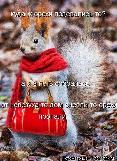 куда ж орехи подевались то? а я в путь собралась... от невезуха то дом снесли то орехи пропали...... Котоматрица: куда ж орехи подевались то? а я в путь собралась... от невезуха то дом снесли то орехи пропали...