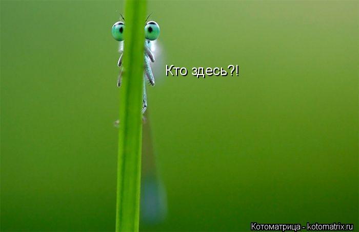 Кто здесь?!... Котоматрица: Кто здесь?!