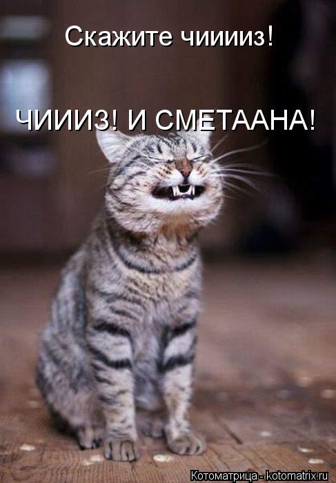 Скажите чииииз! ЧИИИЗ! И СМЕТААНА!... Котоматрица: Скажите чииииз! ЧИИИЗ! И СМЕТААНА!