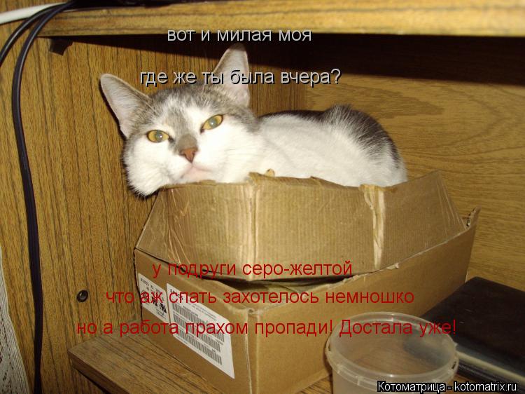 вот и милая моя где же ты была вчера? у подруги серо-желтой что аж спать захотелось немношко но а раб... Котоматрица: вот и милая моя где же ты была вчера? у подруги серо-желтой что аж спать захотелось немношко но а работа прахом пропади! Достала уже!