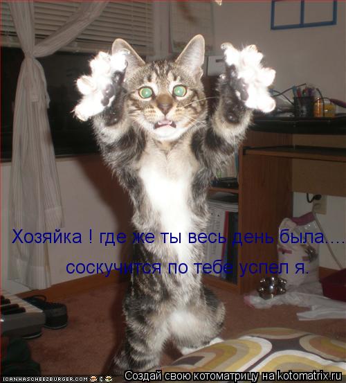 Хозяйка ! где же ты весь день была.... соскучится по тебе успел я.... Котоматрица: Хозяйка ! где же ты весь день была.... соскучится по тебе успел я.