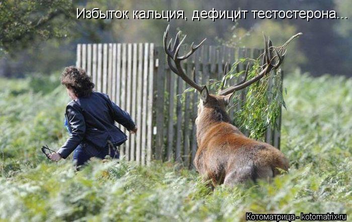 Избыток кальция, дефицит тестостерона...... Котоматрица: Избыток кальция, дефицит тестостерона...
