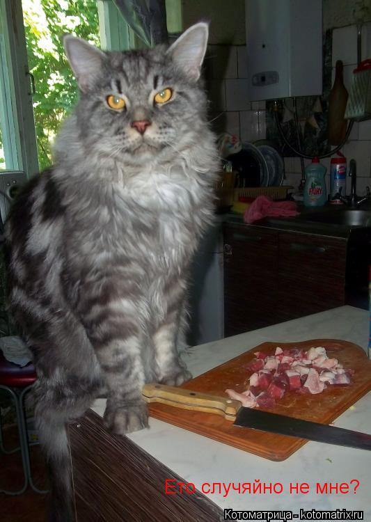 Ето случяйно не мне?... Котоматрица: Ето случяйно не мне?