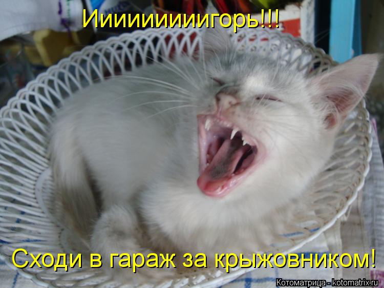 Ииииииииигорь!!! Сходи в гараж за крыжовником!... Котоматрица: Ииииииииигорь!!! Сходи в гараж за крыжовником!