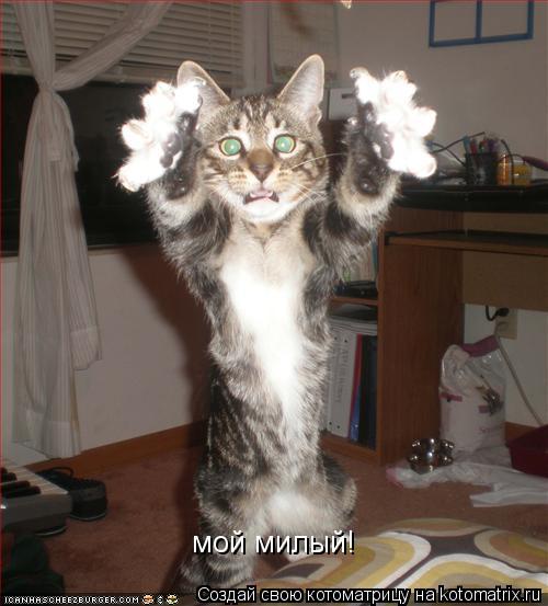 мой милый!... Котоматрица: мой милый!