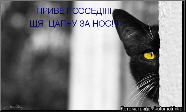 Котоматрица: ПРИВЕТ СОСЕД!!!! ЩЯ  ЦАПНУ ЗА НОС!!!!