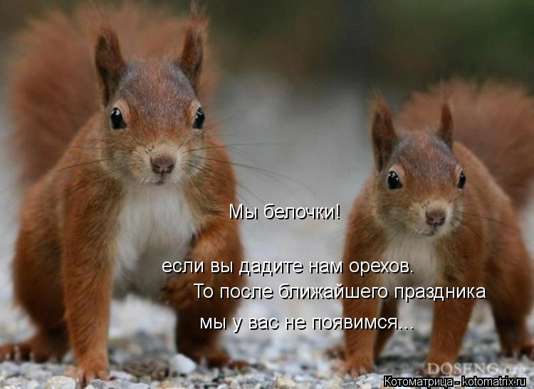 Мы белочки! если вы дадите нам орехов. мы у вас не появимся... То после ближайшего праздника... Котоматрица: Мы белочки! если вы дадите нам орехов. мы у вас не появимся... То после ближайшего праздника