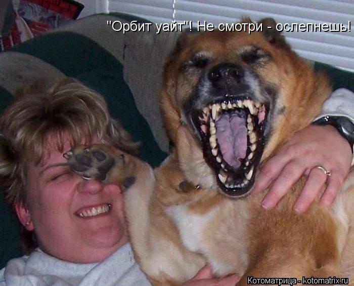 "Орбит уайт"! Не смотри - ослепнешь!... Котоматрица: "Орбит уайт"! Не смотри - ослепнешь!