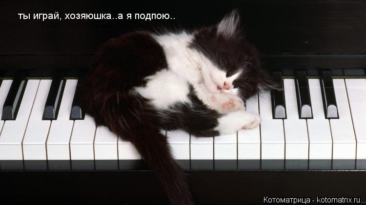 ты играй, хозяюшка..а я подпою..... Котоматрица: ты играй, хозяюшка..а я подпою..