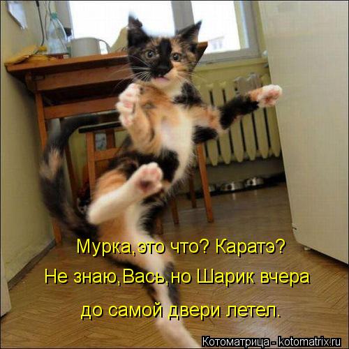 Мурка,это что? Каратэ? Не знаю,Вась,но Шарик вчера до самой двери летел.... Котоматрица: Мурка,это что? Каратэ? Не знаю,Вась,но Шарик вчера до самой двери летел.