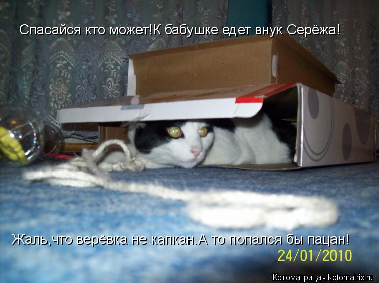 Спасайся кто может!К бабушке едет внук Серёжа! Жаль,что верёвка не капкан.А то попался бы пацан!... Котоматрица: Спасайся кто может!К бабушке едет внук Серёжа! Жаль,что верёвка не капкан.А то попался бы пацан!