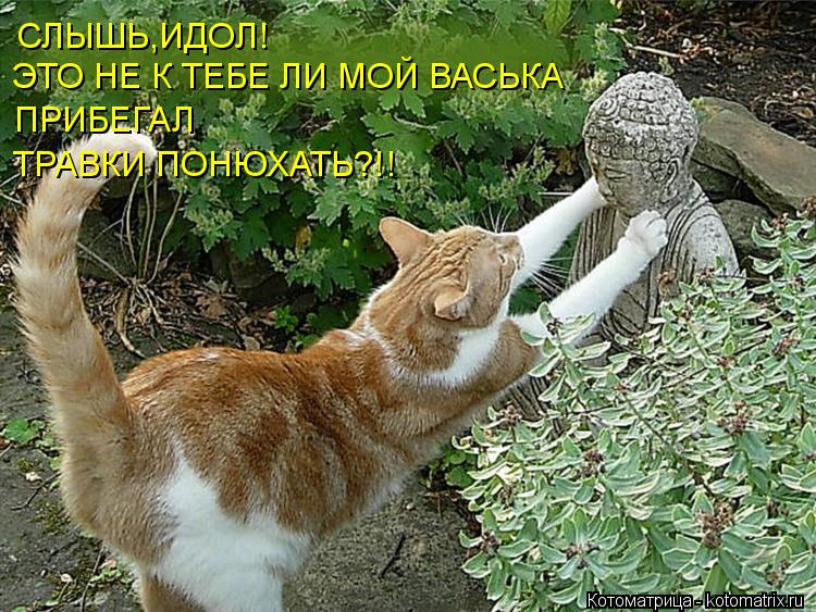 СЛЫШЬ,ИДОЛ! ЭТО НЕ К ТЕБЕ ЛИ МОЙ ВАСЬКА ПРИБЕГАЛ ТРАВКИ ПОНЮХАТЬ?!!... Котоматрица: СЛЫШЬ,ИДОЛ! ЭТО НЕ К ТЕБЕ ЛИ МОЙ ВАСЬКА ПРИБЕГАЛ ТРАВКИ ПОНЮХАТЬ?!!