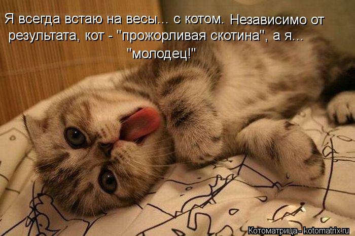 Котоматрица: Я всегда встаю на весы... с котом.  Независимо от   результата, кот - "прожорливая скотина", а я... "молодец!"
