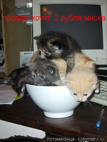 Котоматрица: продаю котят. 2 рубля миска