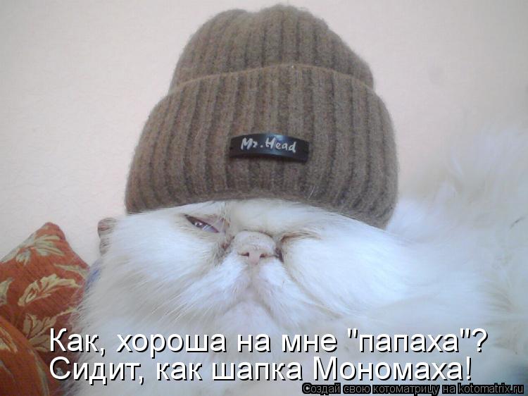 Как, хороша на мне "папаха"? Сидит, как шапка Мономаха!... Котоматрица: Как, хороша на мне "папаха"? Сидит, как шапка Мономаха!