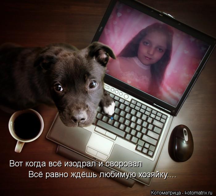 Вот когда всё изодрал и своровал Всё равно ждёшь любимую хозяйку....... Котоматрица: Вот когда всё изодрал и своровал Всё равно ждёшь любимую хозяйку....