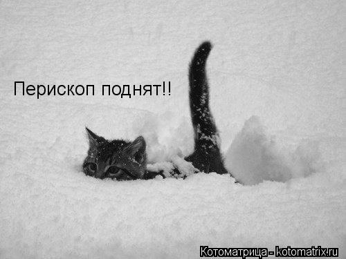 Перископ поднят!!... Котоматрица: Перископ поднят!!