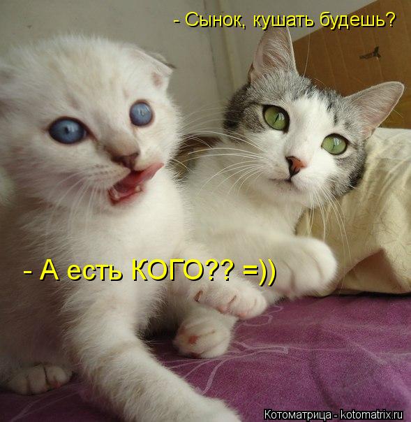 - Сынок, кушать будешь? - А есть КОГО?? =))... Котоматрица: - Сынок, кушать будешь? - А есть КОГО?? =))