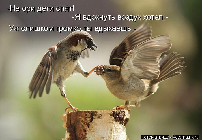 Котоматрица: -Не ори дети спят!  -Я вдохнуть воздух хотел.- Уж слишком громко ты вдыхаешь.-