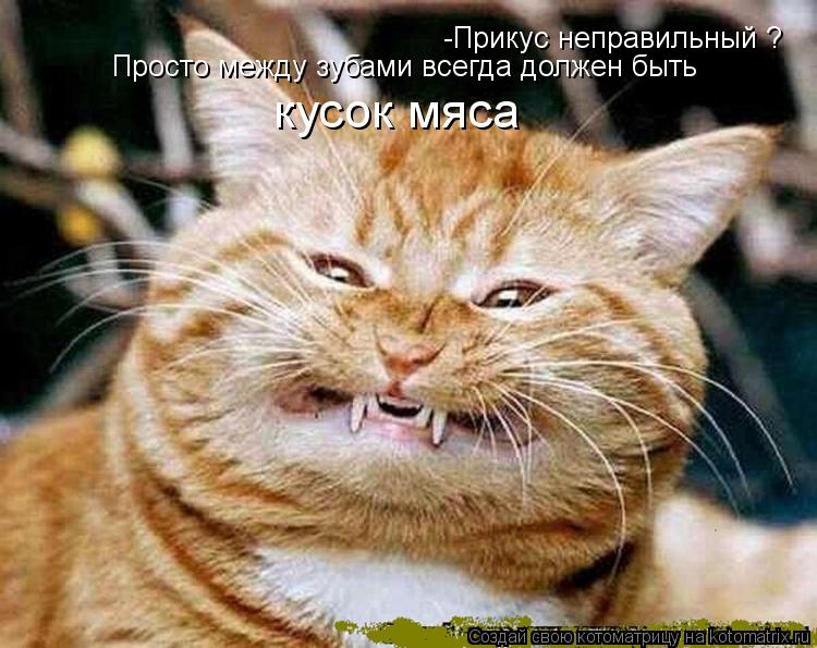 -Прикус неправильный ? Просто между зубами всегда должен быть кусок мяса... Котоматрица: -Прикус неправильный ? Просто между зубами всегда должен быть кусок мяса