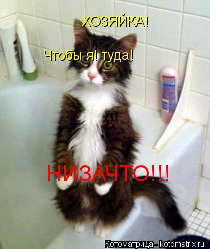 ХОЗЯЙКА! Чтобы я! туда! НИЗАЧТО!!! НИЗАЧТО!!!... Котоматрица: ХОЗЯЙКА! Чтобы я! туда! НИЗАЧТО!!! НИЗАЧТО!!!