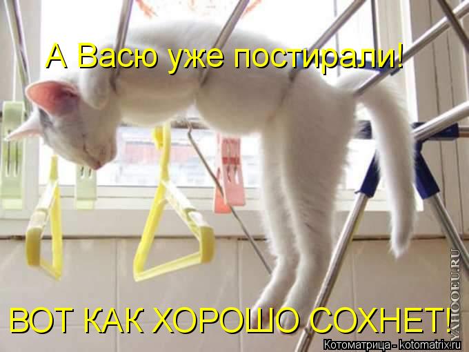 А Васю уже постирали! ВОТ КАК ХОРОШО СОХНЕТ!... Котоматрица: А Васю уже постирали! ВОТ КАК ХОРОШО СОХНЕТ!