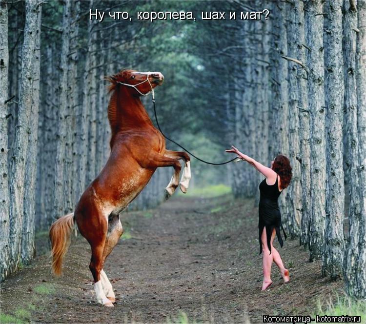 Ну что, королева, шах и мат?... Котоматрица: Ну что, королева, шах и мат?