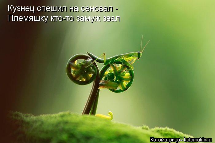 Кузнец спешил на сеновал - Племяшку кто-то замуж звал... Котоматрица: Кузнец спешил на сеновал - Племяшку кто-то замуж звал