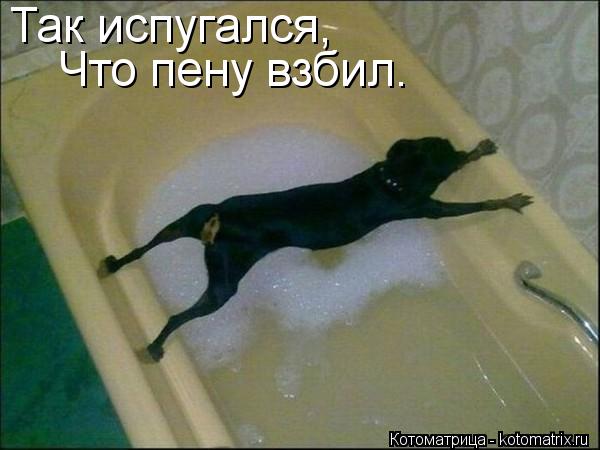 Так испугался, Что пену взбил.... Котоматрица: Так испугался, Что пену взбил.