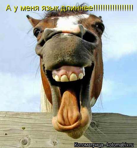 А у меня язык длиннее!!!!!!!!!!!!!!!!!... Котоматрица: А у меня язык длиннее!!!!!!!!!!!!!!!!!