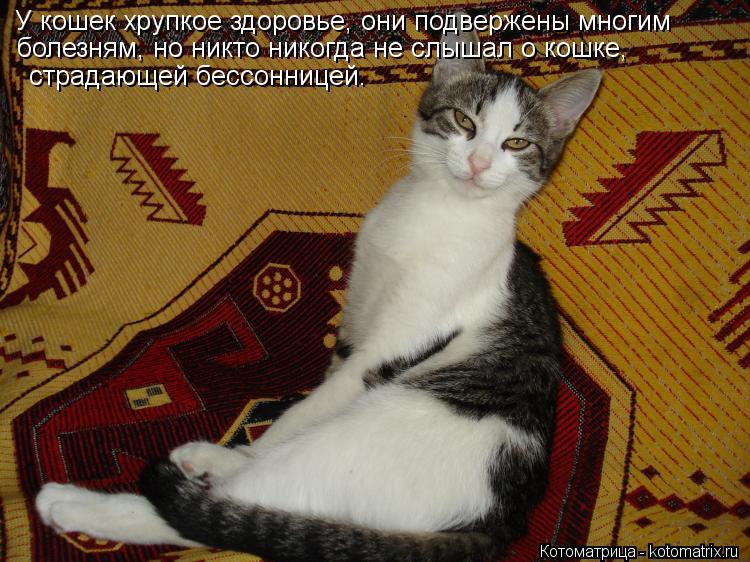 Котоматрица: У кошек хрупкое здоровье, они подвержены многим  болезням, но никто никогда не слышал о кошке,   страдающей бессонницей.