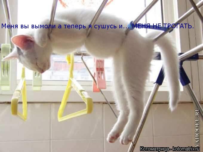 Меня вы вымоли а теперь я сушусь и... МЕНЯ НЕ ТРОГАТЬ.... Котоматрица: Меня вы вымоли а теперь я сушусь и... МЕНЯ НЕ ТРОГАТЬ.
