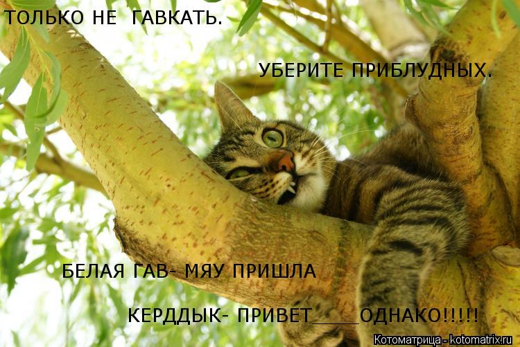 ТОЛЬКО НЕ ГАВКАТЬ. УБЕРИТЕ ПРИБЛУДНЫХ. БЕЛАЯ ГАВ- МЯУ ПРИШЛА КЕРДДЫК- ПРИВЕТ____ОДНАКО!!!!!... Котоматрица: ТОЛЬКО НЕ ГАВКАТЬ. УБЕРИТЕ ПРИБЛУДНЫХ. БЕЛАЯ ГАВ- МЯУ ПРИШЛА КЕРДДЫК- ПРИВЕТ____ОДНАКО!!!!!
